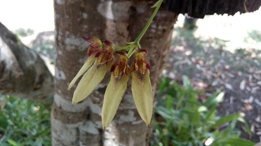 Orchidea ombrello pallida 9