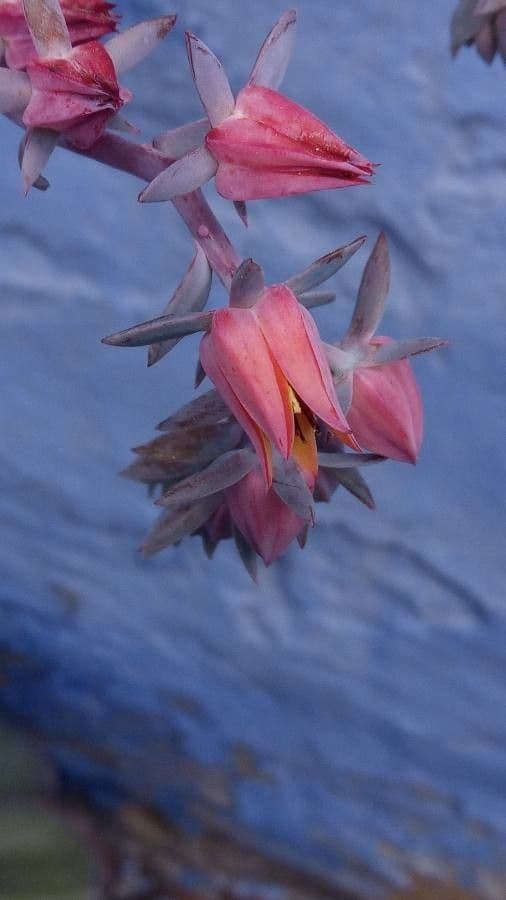 Echeveria 7