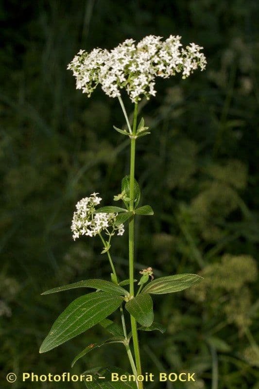 Przytulia rubioides 19