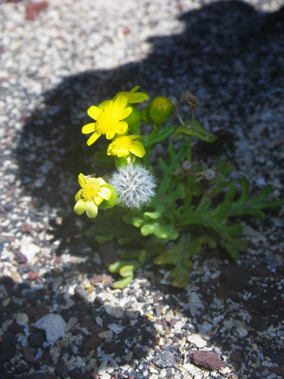 Senecione