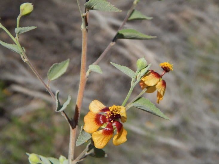 Abutilon incanum 8