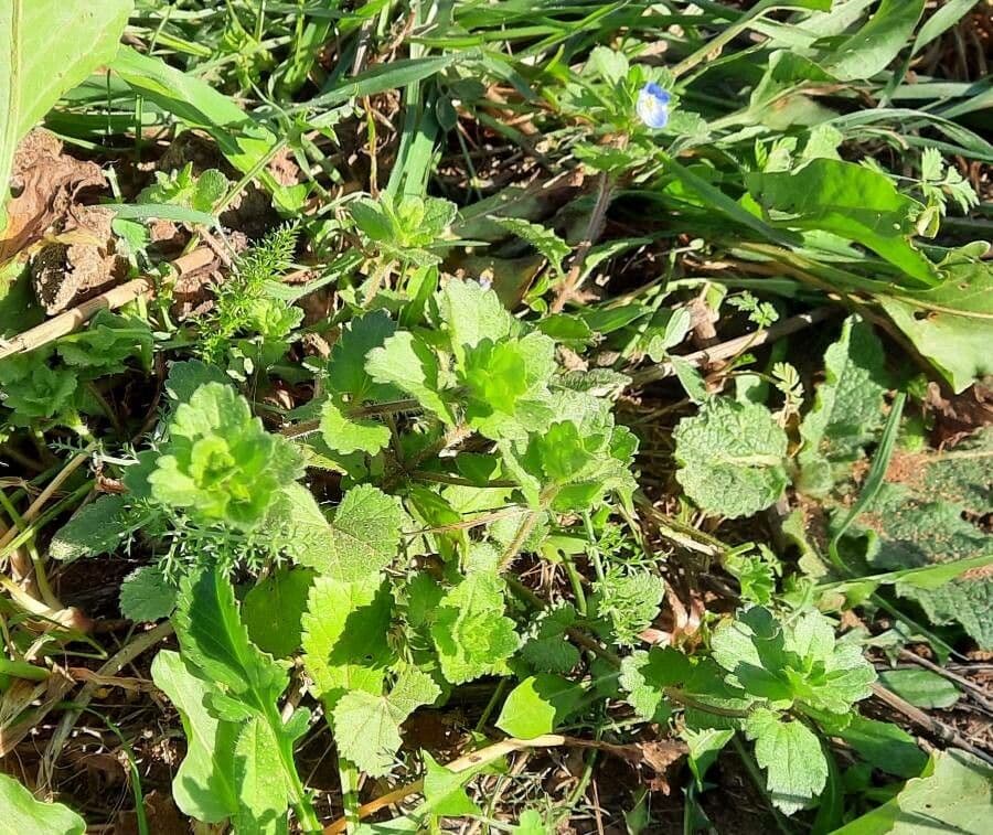 Veronica lucida 13