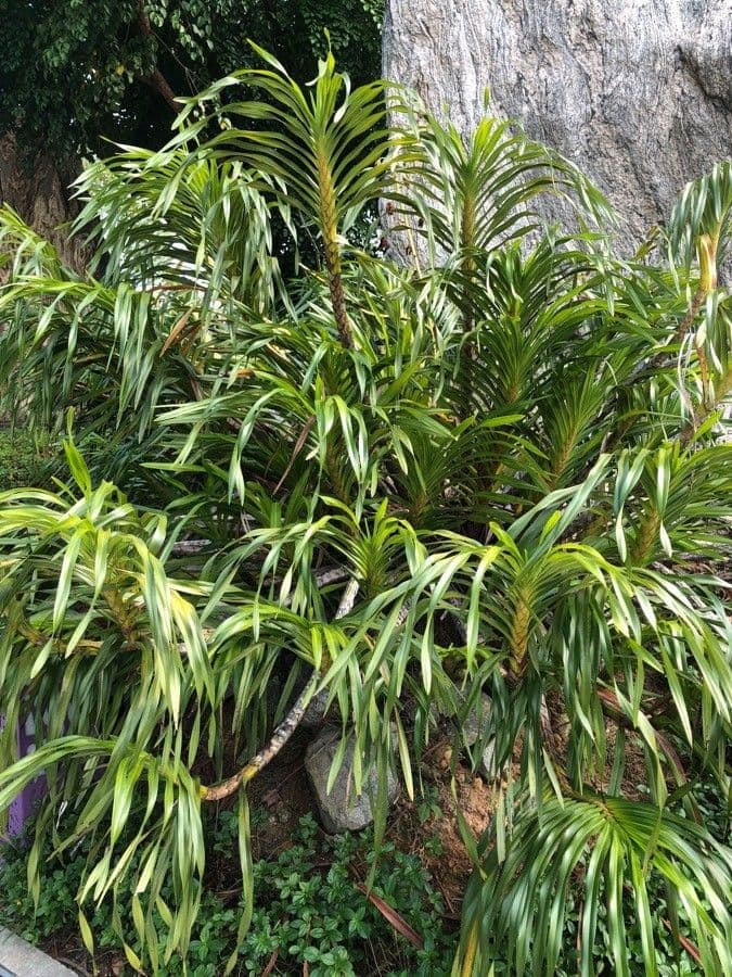 Orchidea Tigre 12