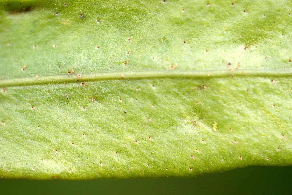 Pleopeltis macrocarpa 12