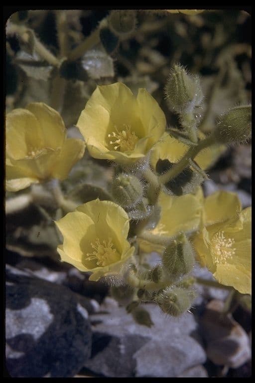 Mentzelia 8