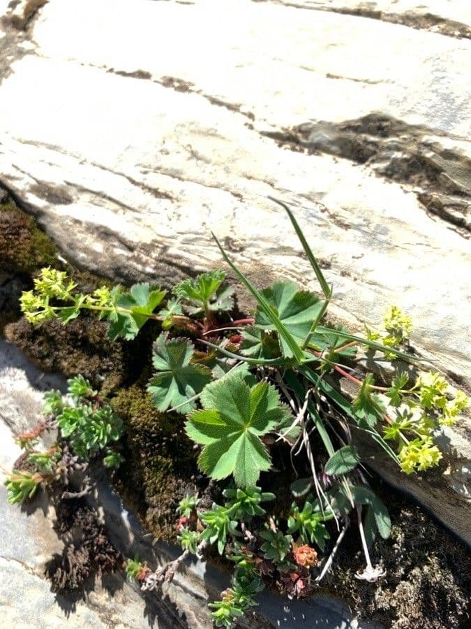 Alchemilla fissa 13