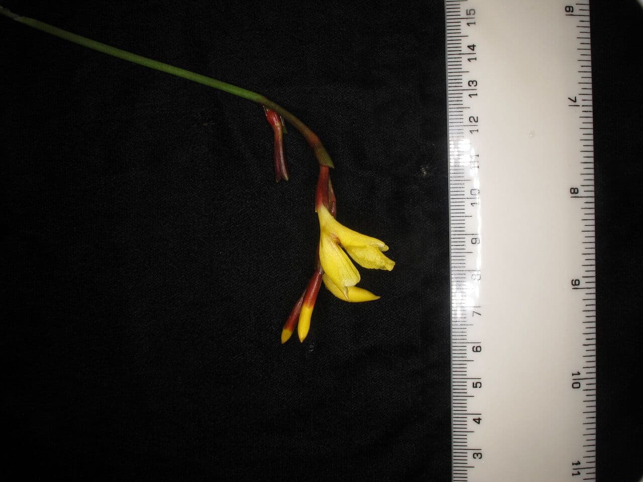 Cautleya 8