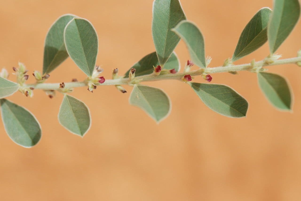 Indigofera diphylla 13
