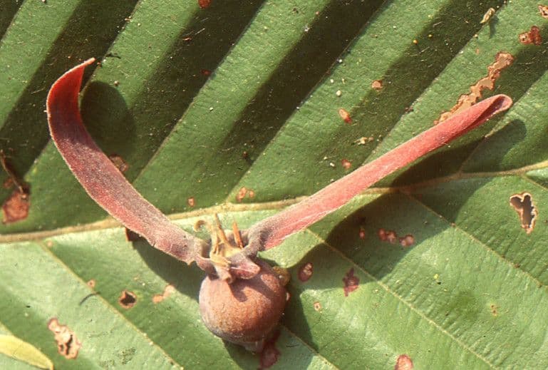 Dipterocarpus