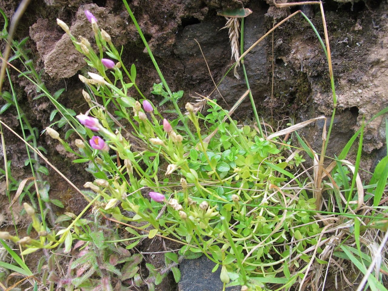 Centaure 6