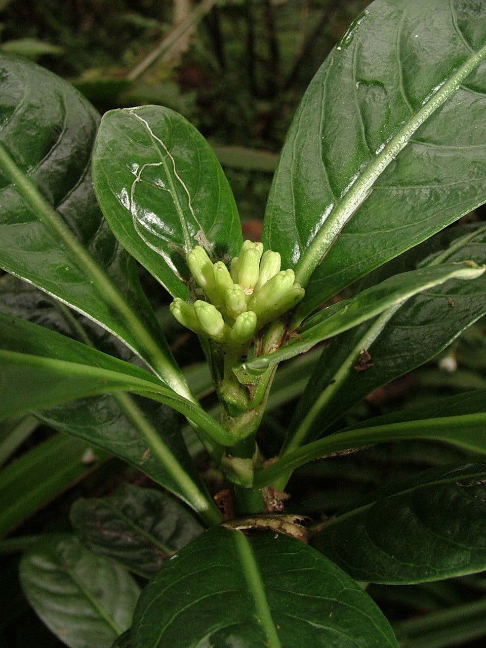 Chassalia 23