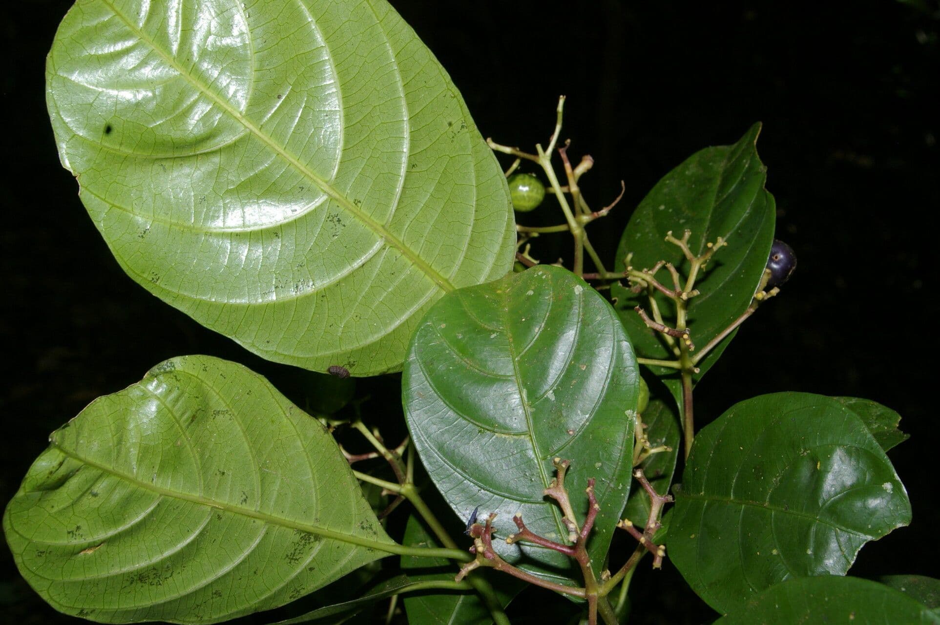 Palicourea 6