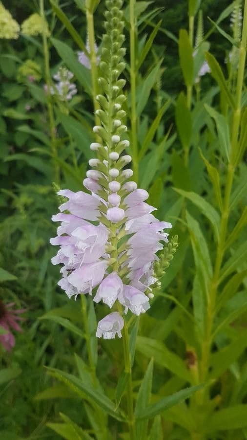 Physostegia virginiana 9