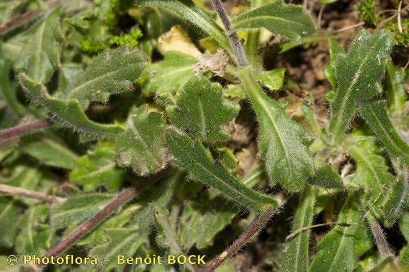 Biscutella arvernensis 20