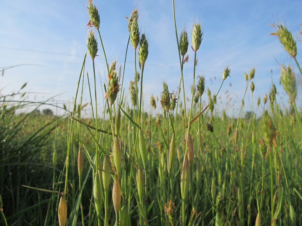 Rendle's meadow foxtail 8