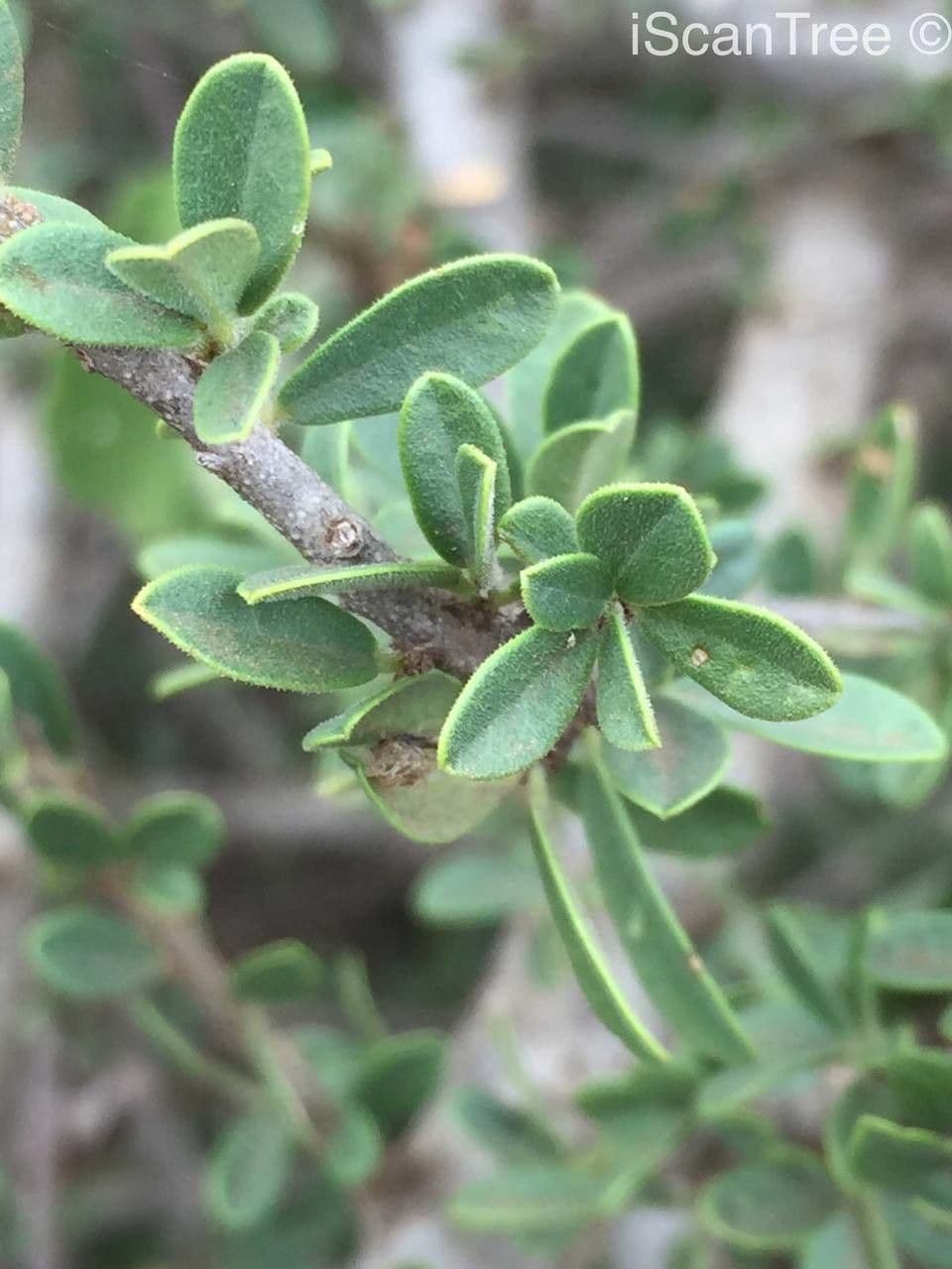 Maerua 12