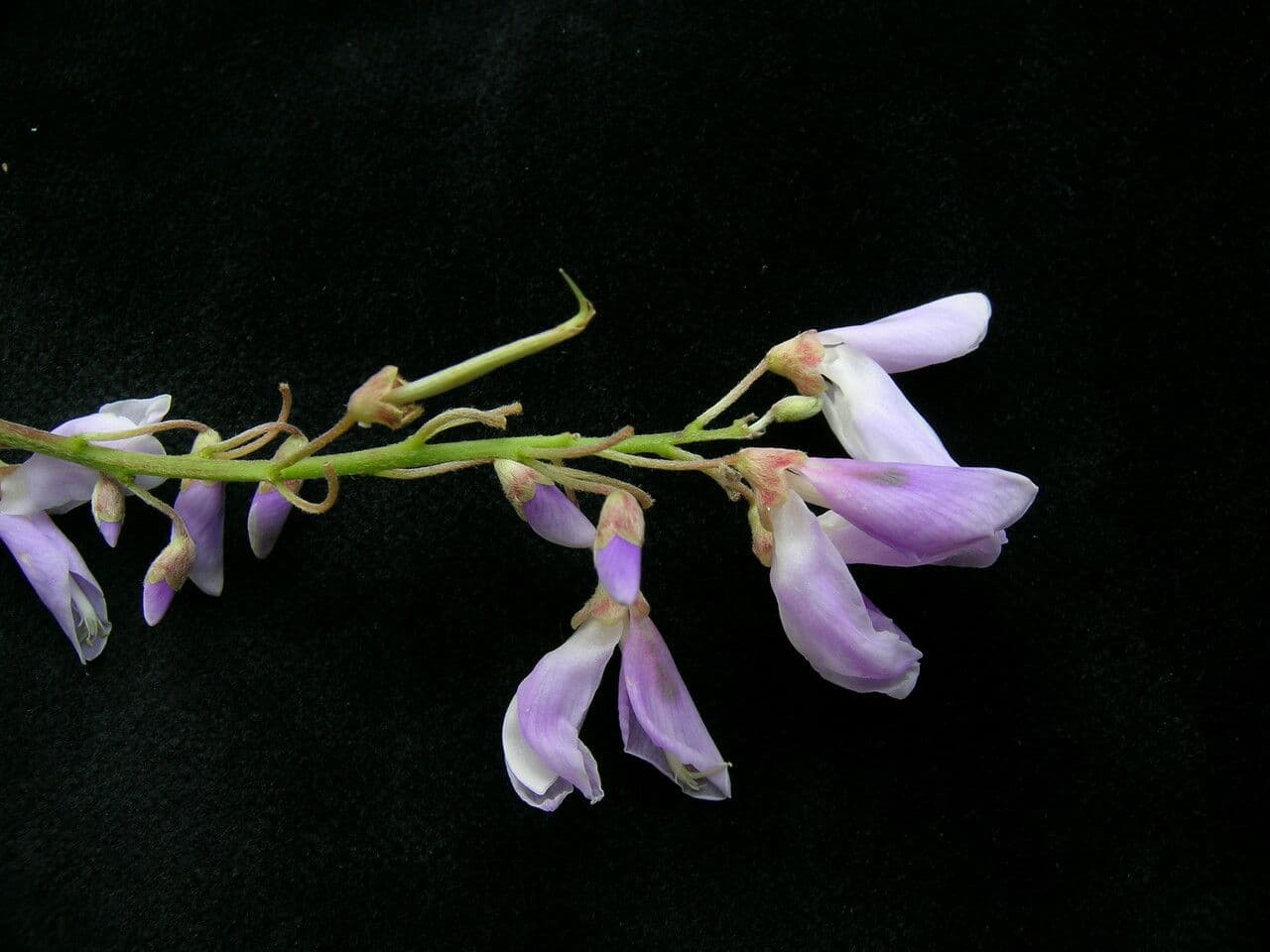 Phyllodium 2