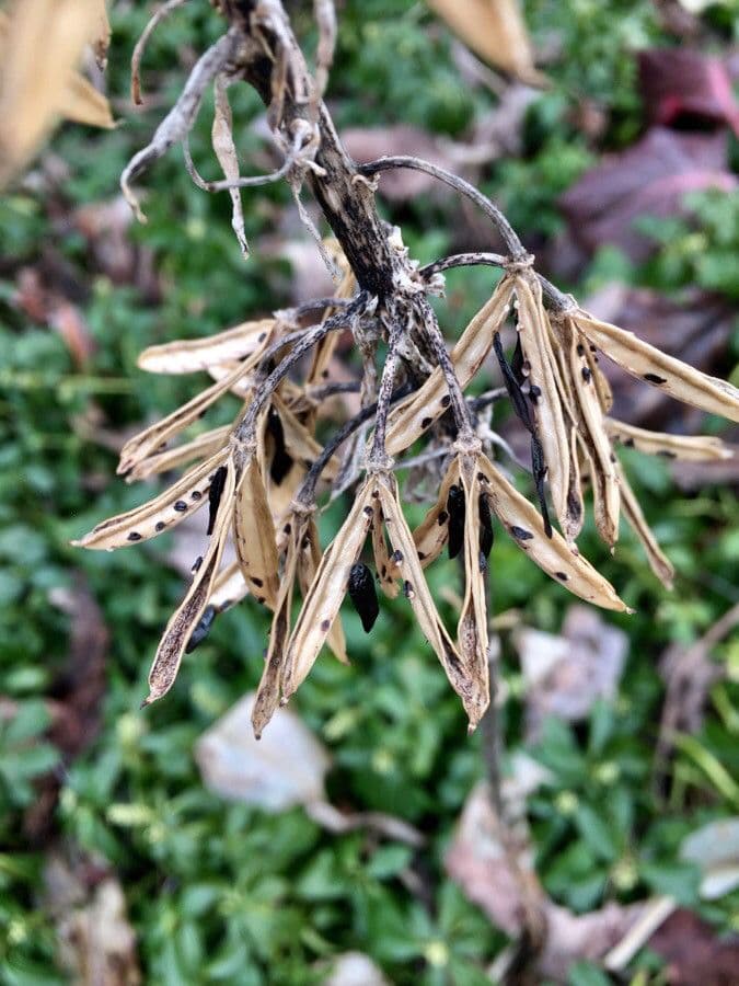 Hosta 2