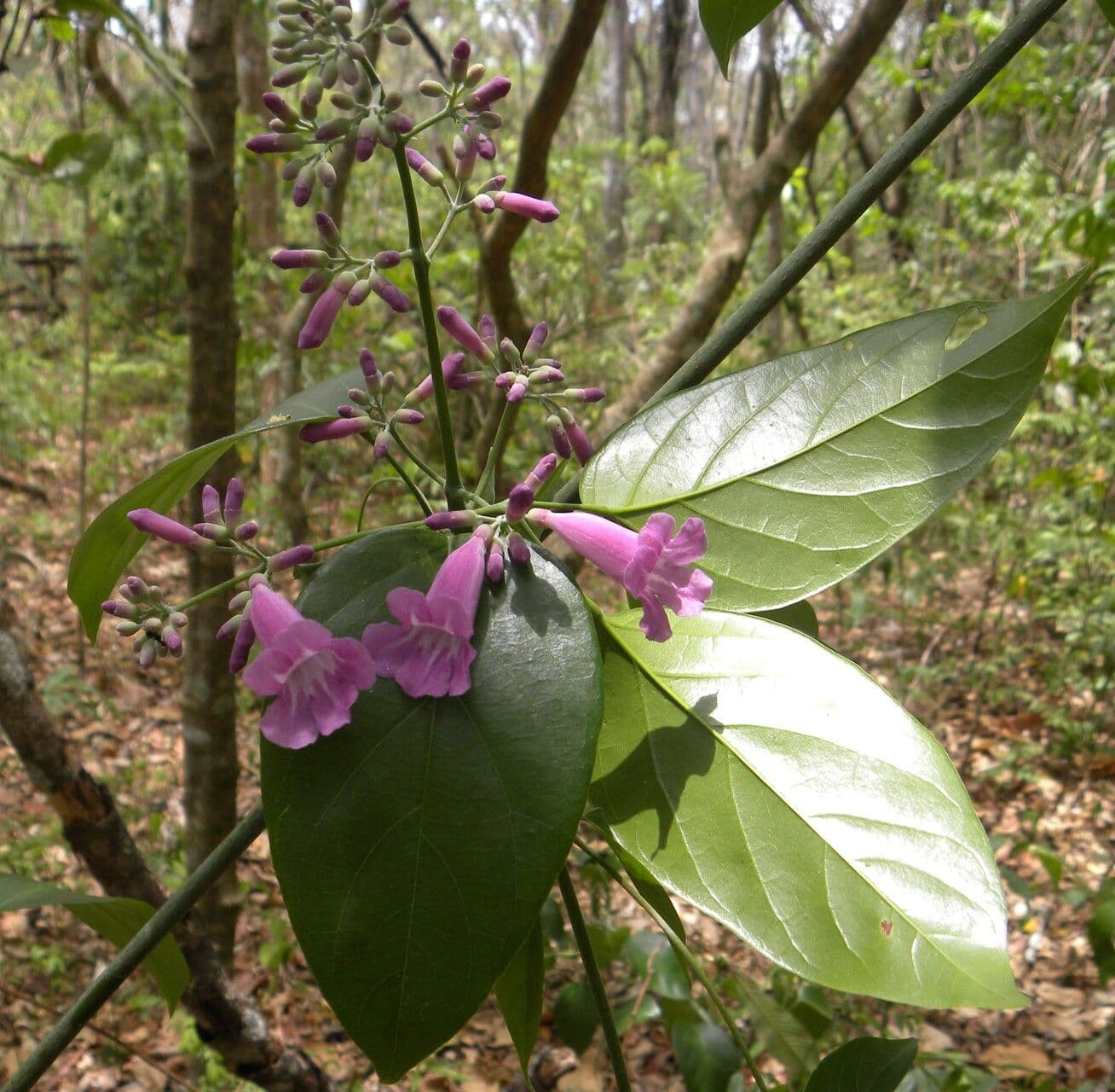Fridericia chica 4