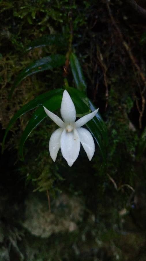 Angraecum 5