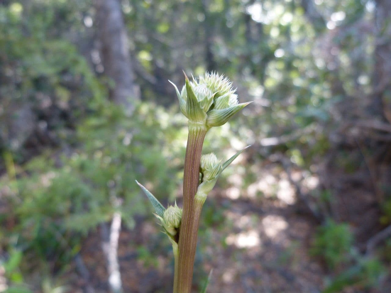 Panicaut paniculé 15