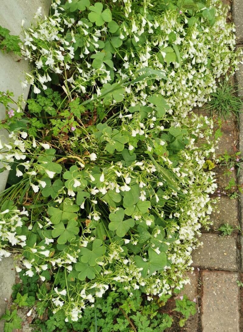 Ossalide incarnata 16