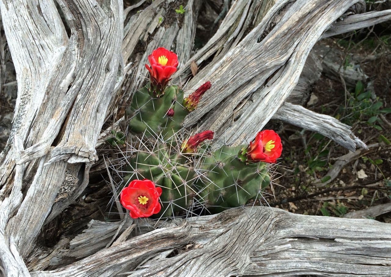 Cactus calice di rosa 8