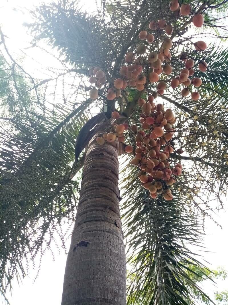 Fuchsschwanzpalme 3