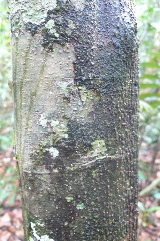 Duguetia calycina 11