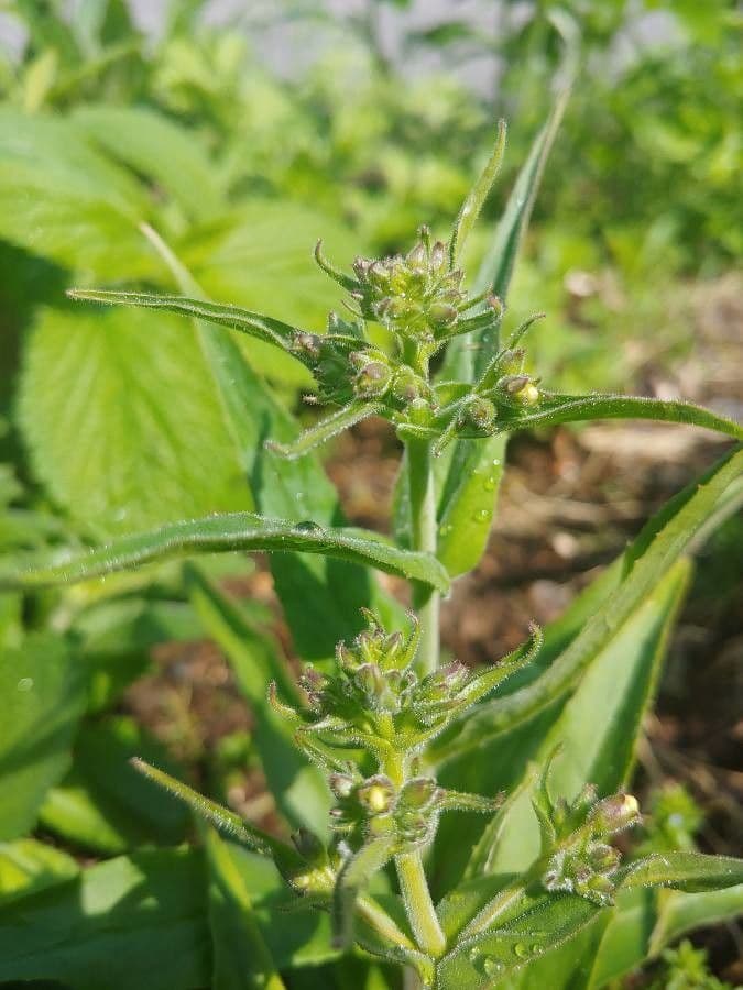 Penstemon pallidus 15