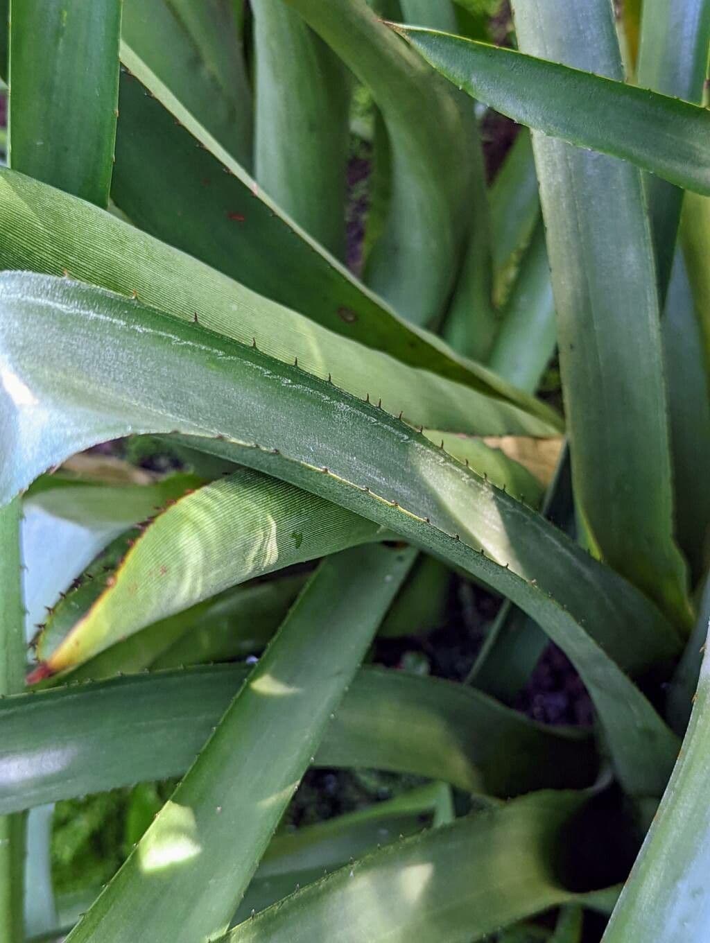 Aechmea 10