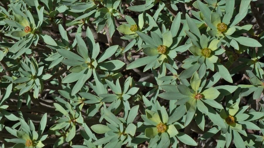 Balsam-Wolfsmilch 7