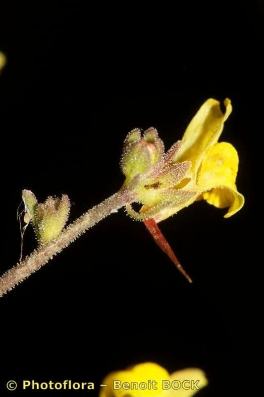 Linaria 3
