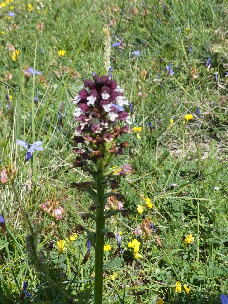 Orchide bruciacchiata 28