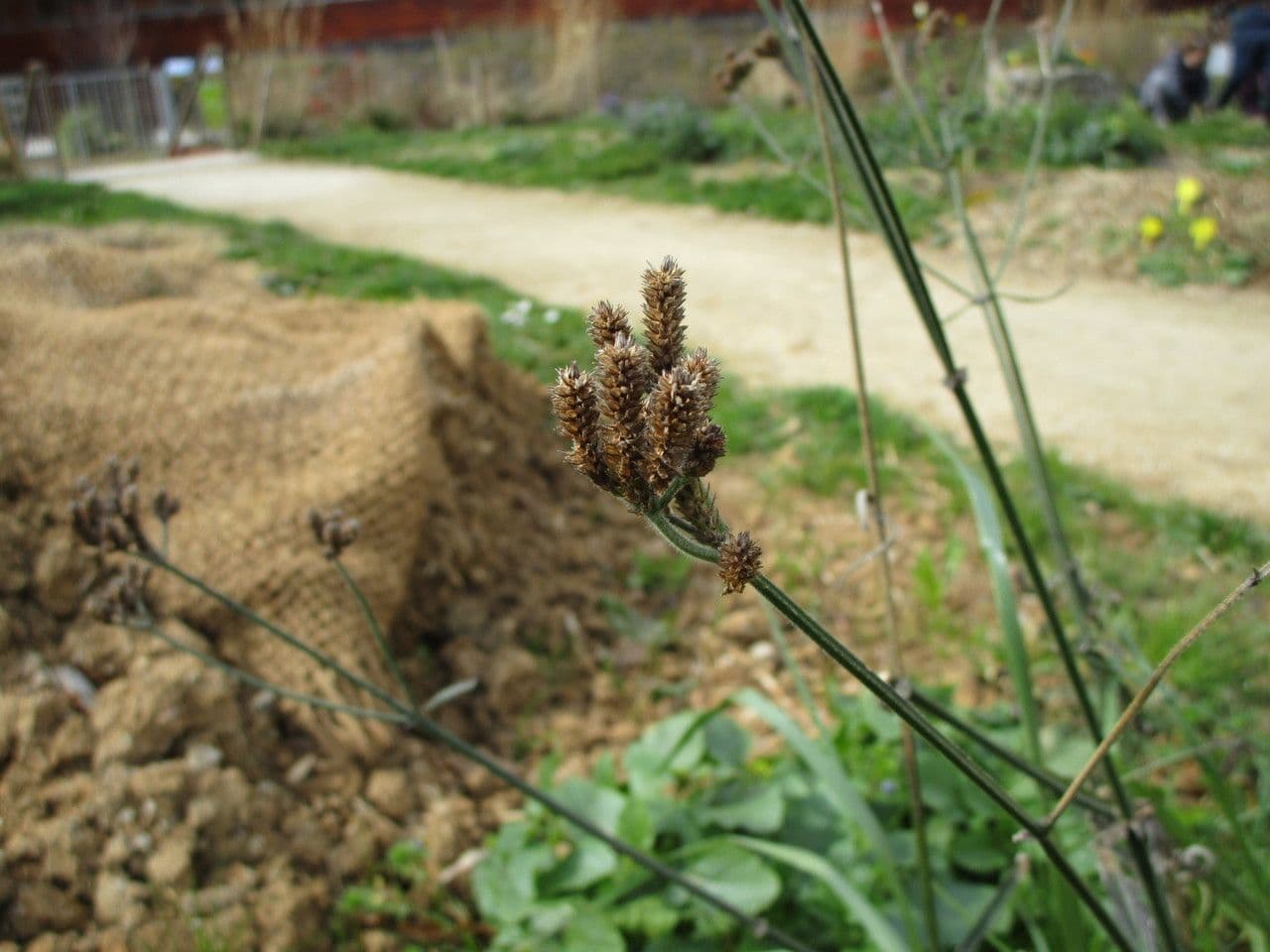 Verbena di Buenos Aires 4
