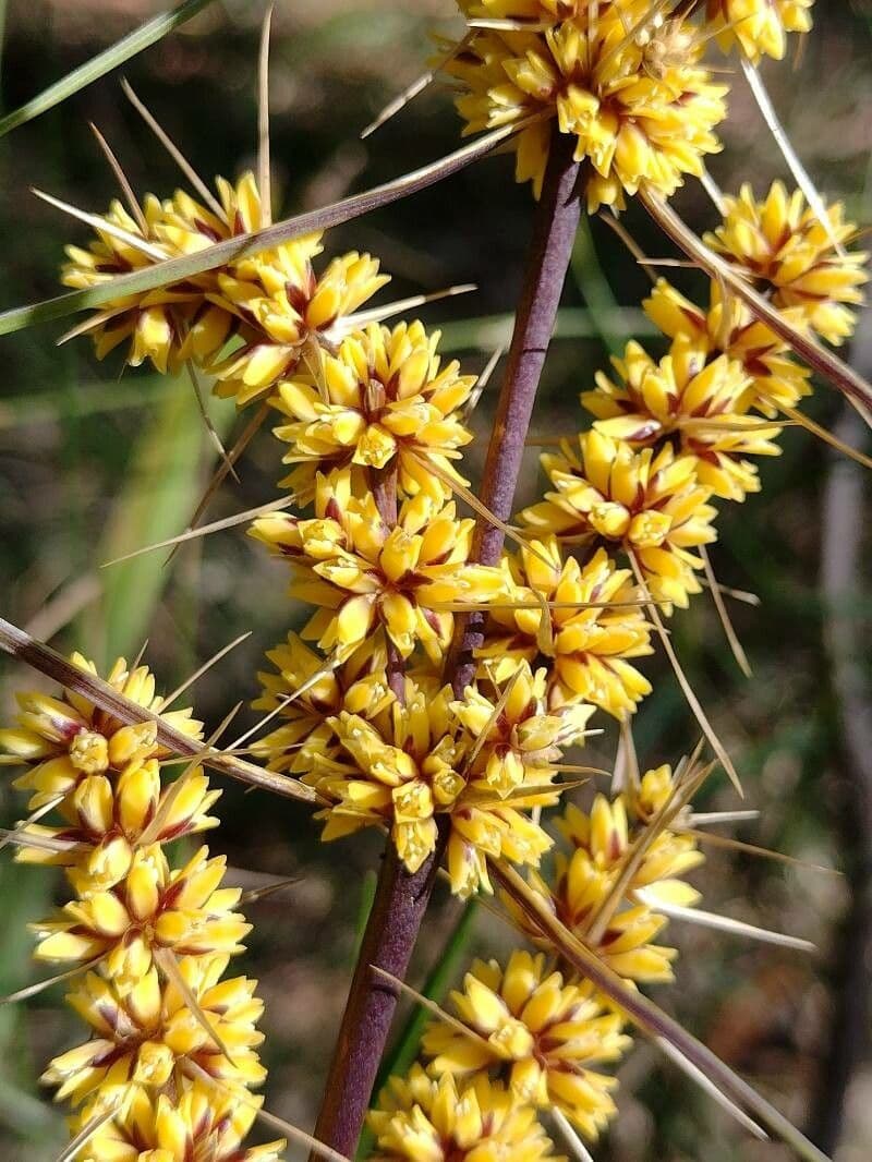 Lomandra 9