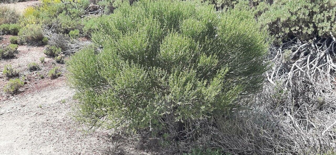 Ginestra multiflora 15