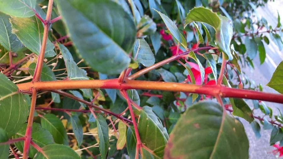 Fuchsien 24