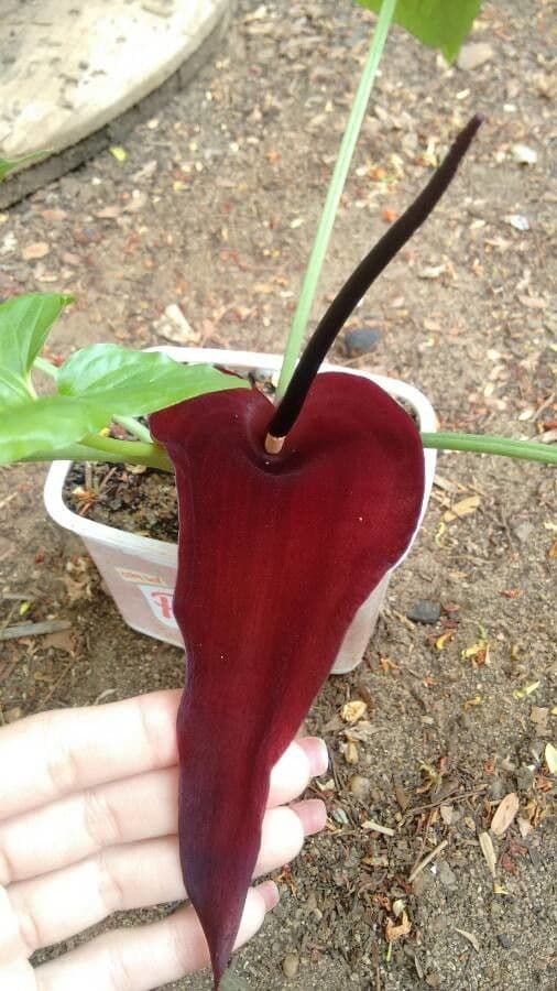 Typhonium 4