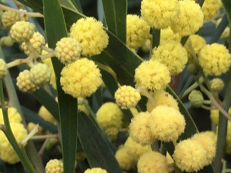 Mimosa dorata 7