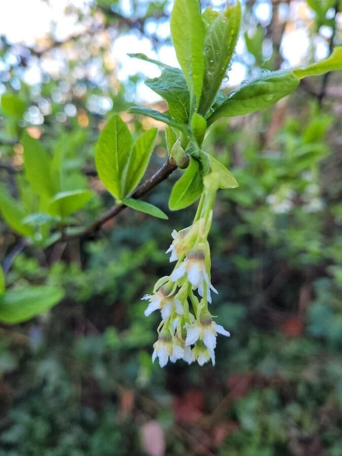 Oemleria cerasiformis 2