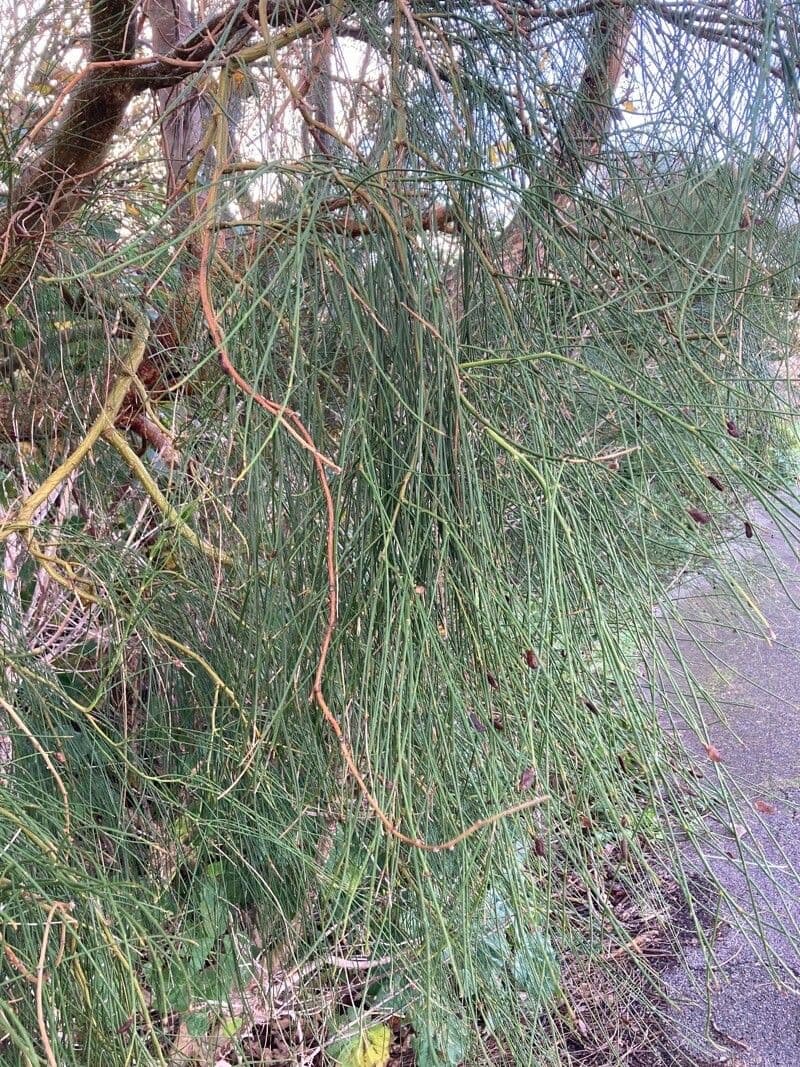 Allocasuarina di Mueller 15