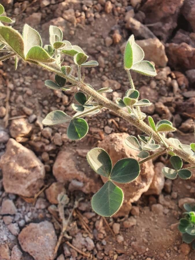 Crotalaria 11