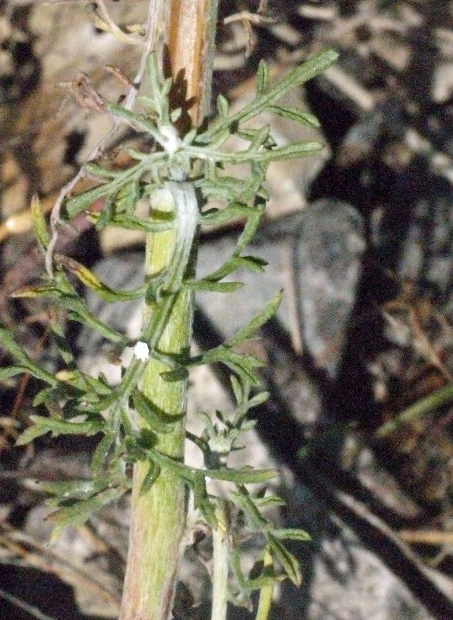 Mantisalca 29