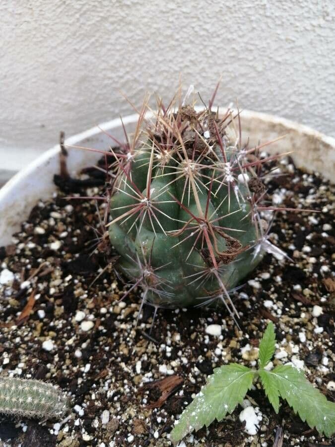Thelocactus bicolor