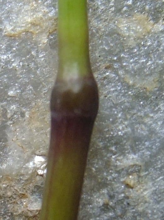 Codolina alpina 25