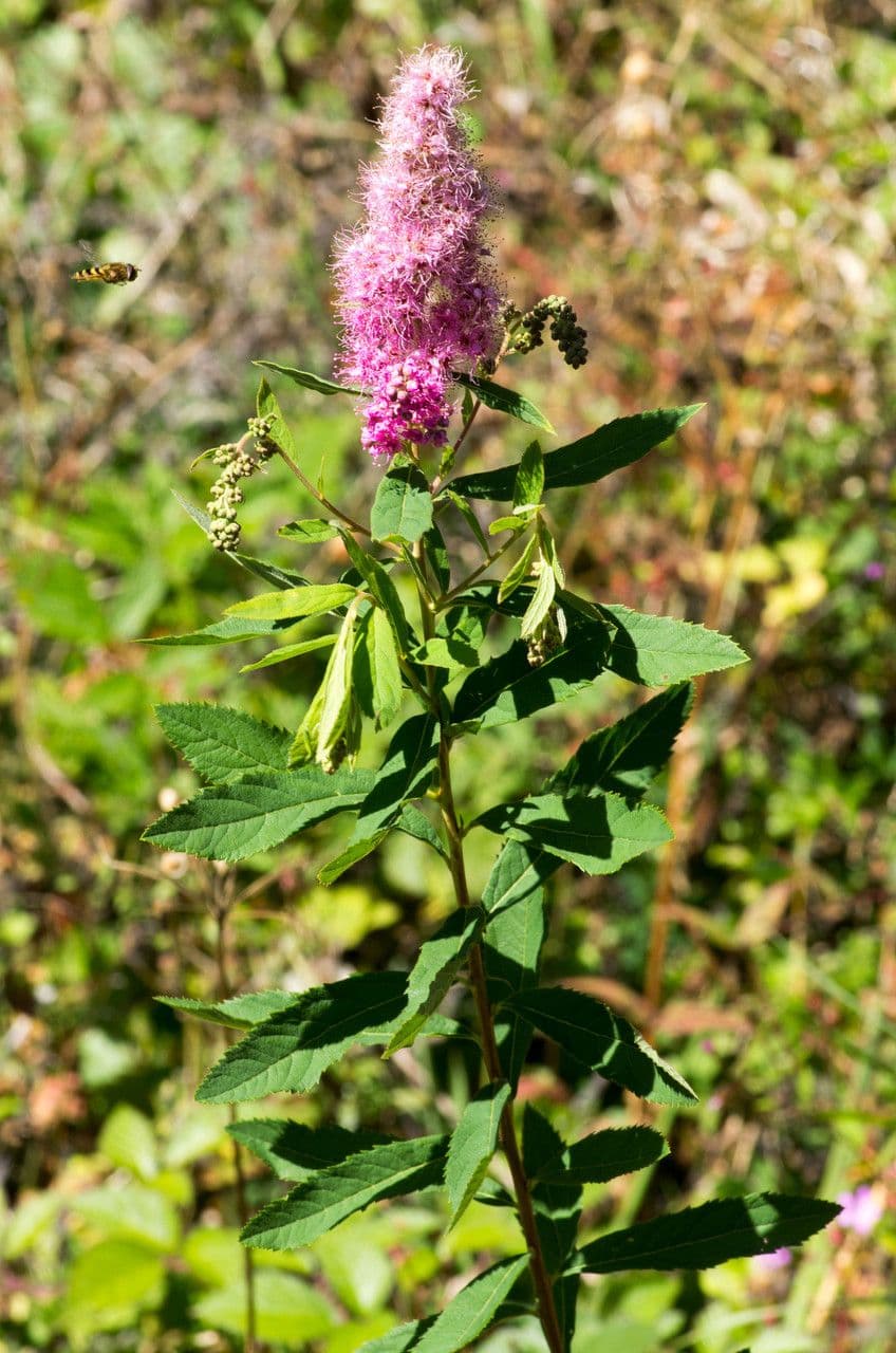 Spiraea di Douglas 29