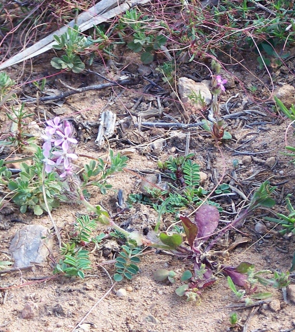 Silene gallica 12