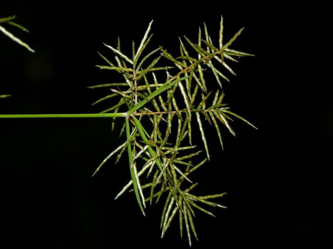 Zigolo odoroso 23