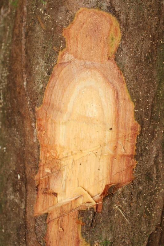Eschweilera micrantha 19